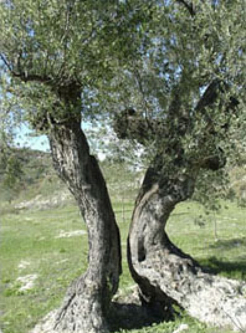 ACEITE DE OLIVA DE CALIDAD