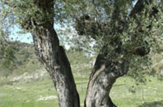 ACEITE DE OLIVA DE CALIDAD